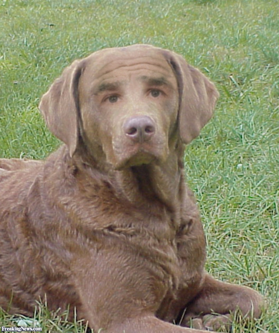 Chesapeake Bay Retriever