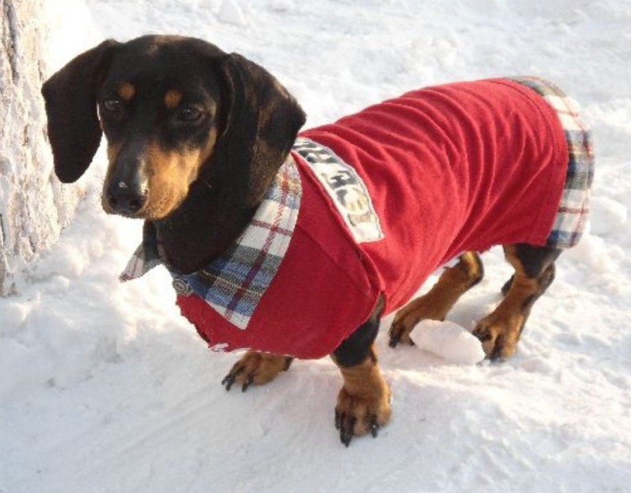Зимний комбинезон для таксы FORMYDOGS