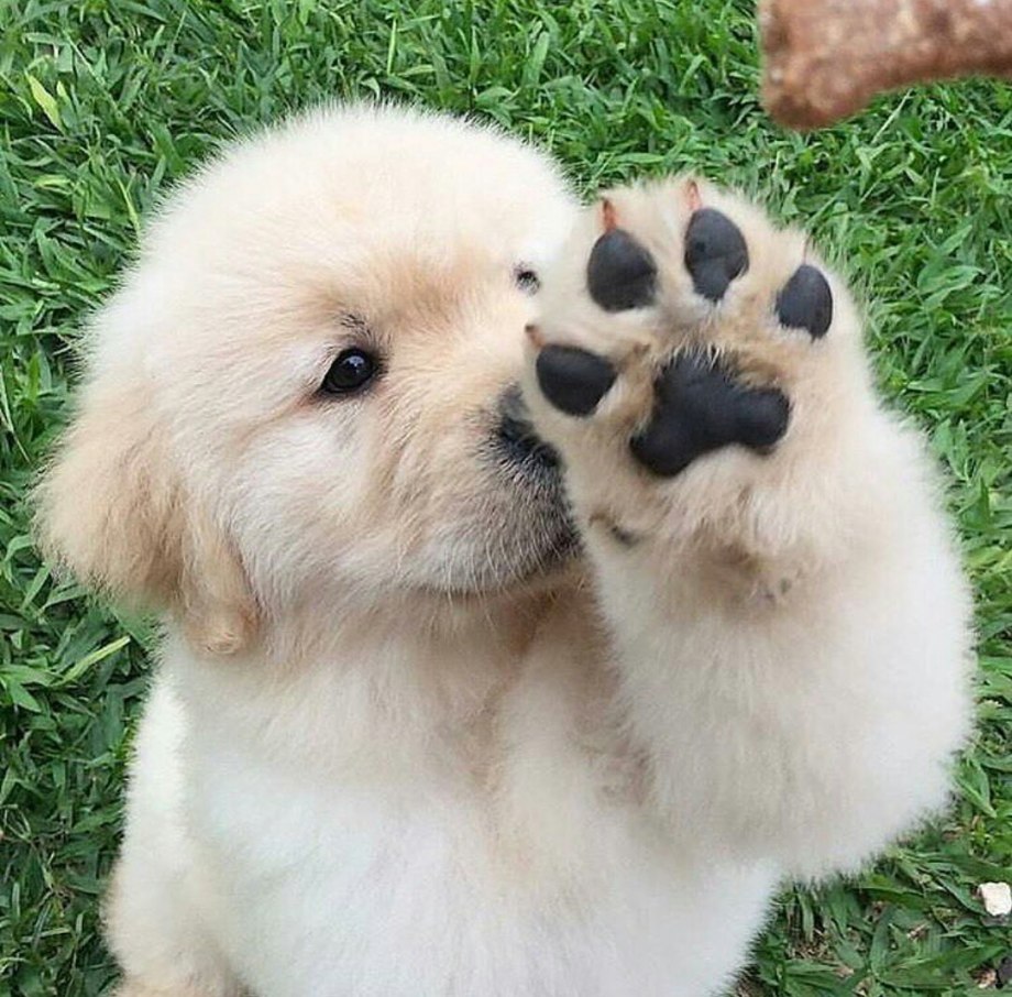 Милота собачки
