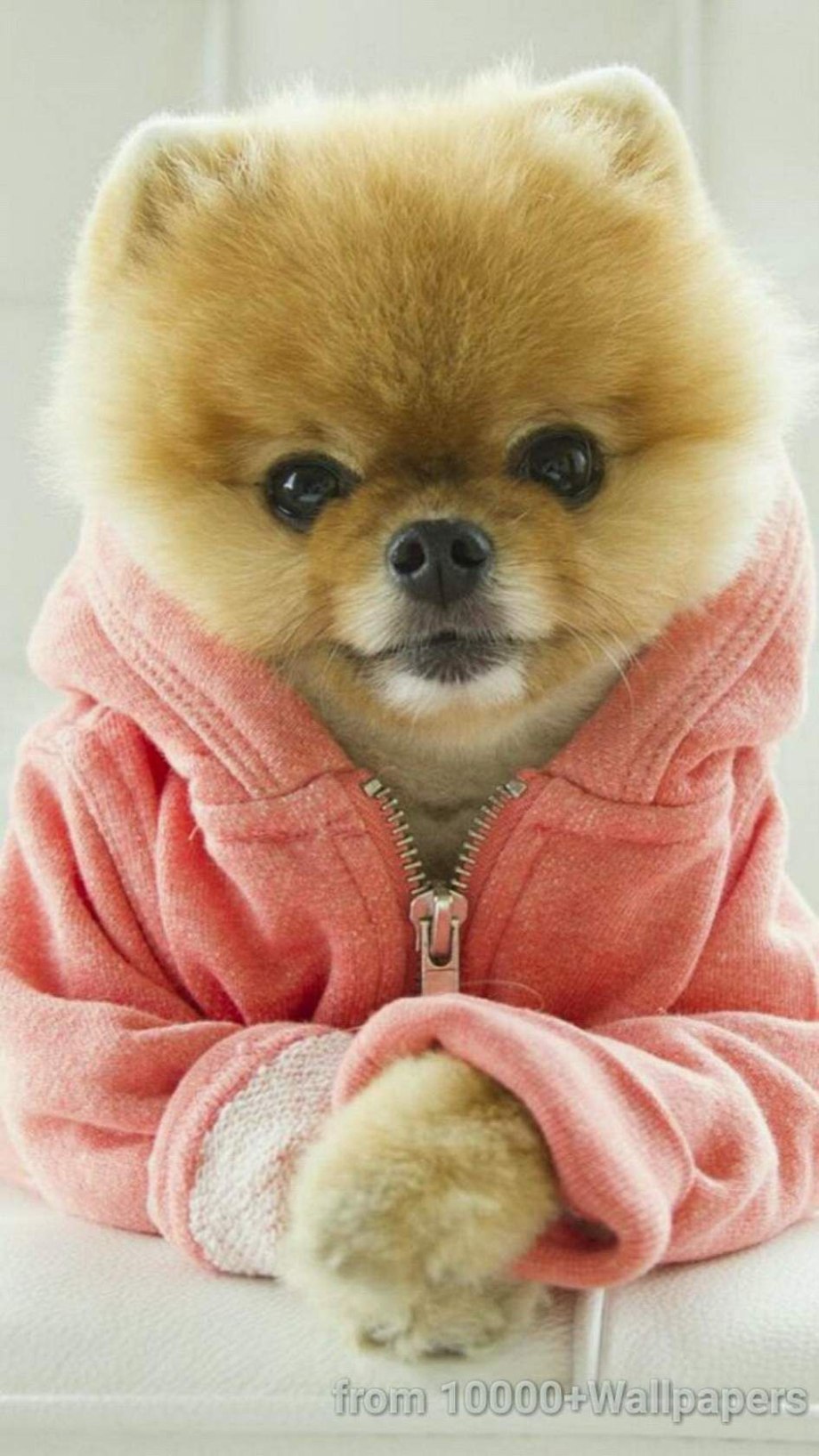 Померанский шпиц Jiff