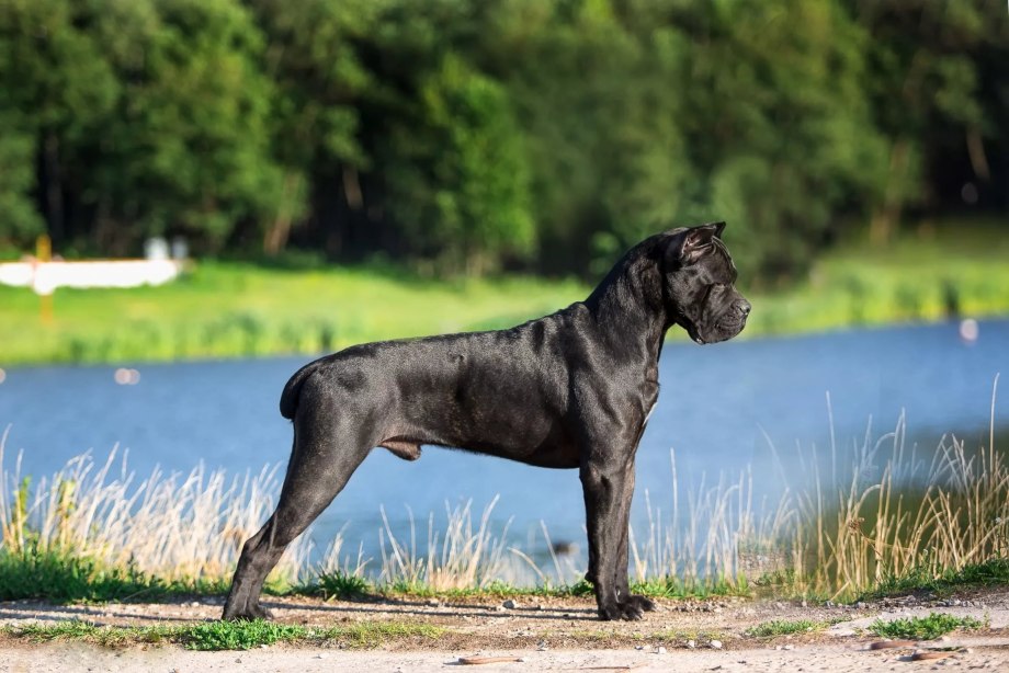 Кане Корсо (Cane Corso)