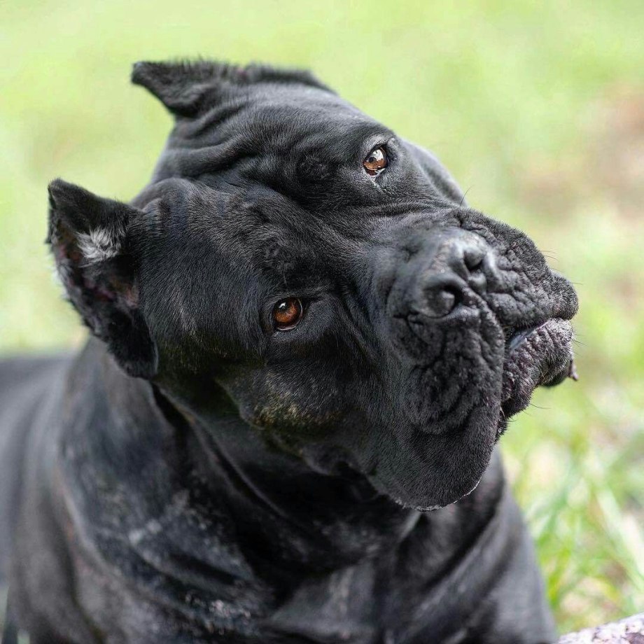 Cane Corso собака