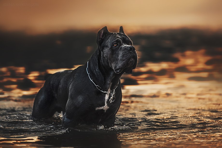 Cane Corso щенки