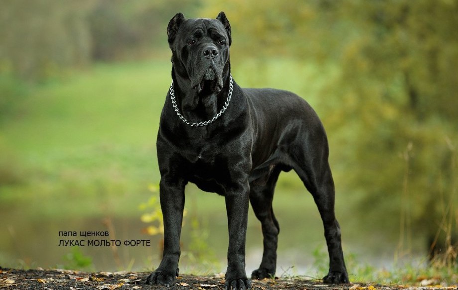 Cane Corso собака