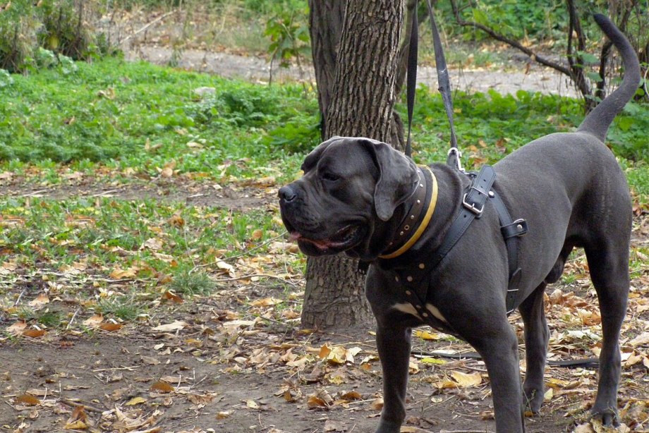 Cane Corso собака