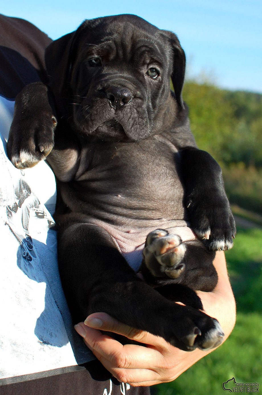 Кане Корсо (Cane Corso)