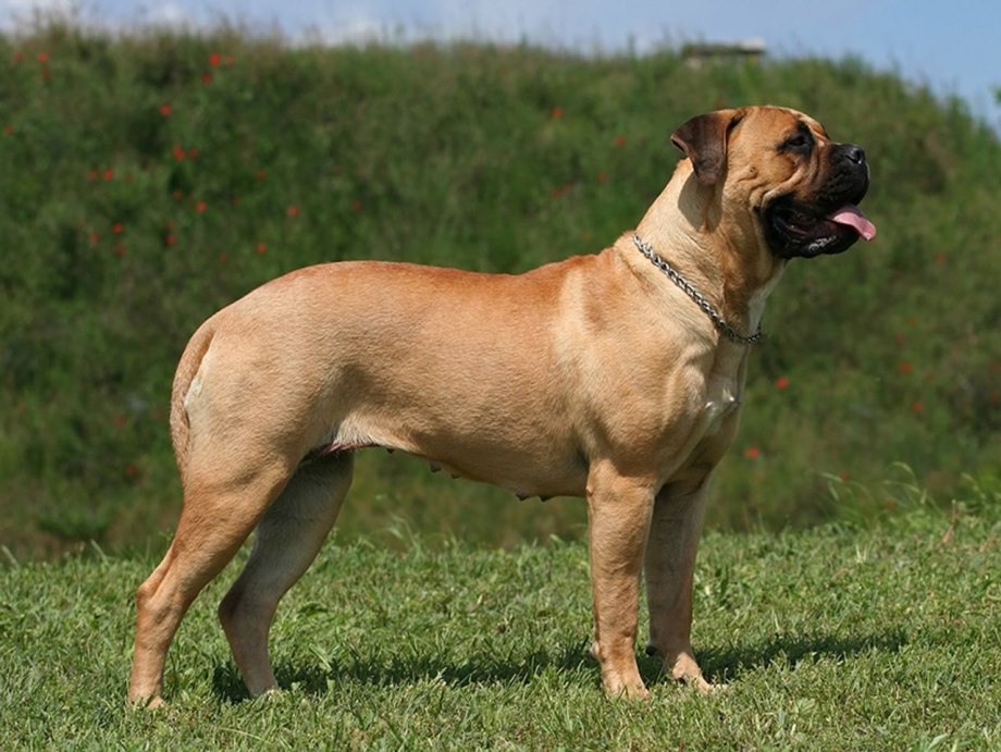 Puggle порода собак