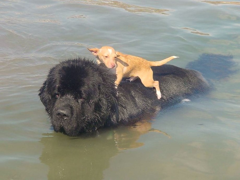 Подкожные шишки у собаки