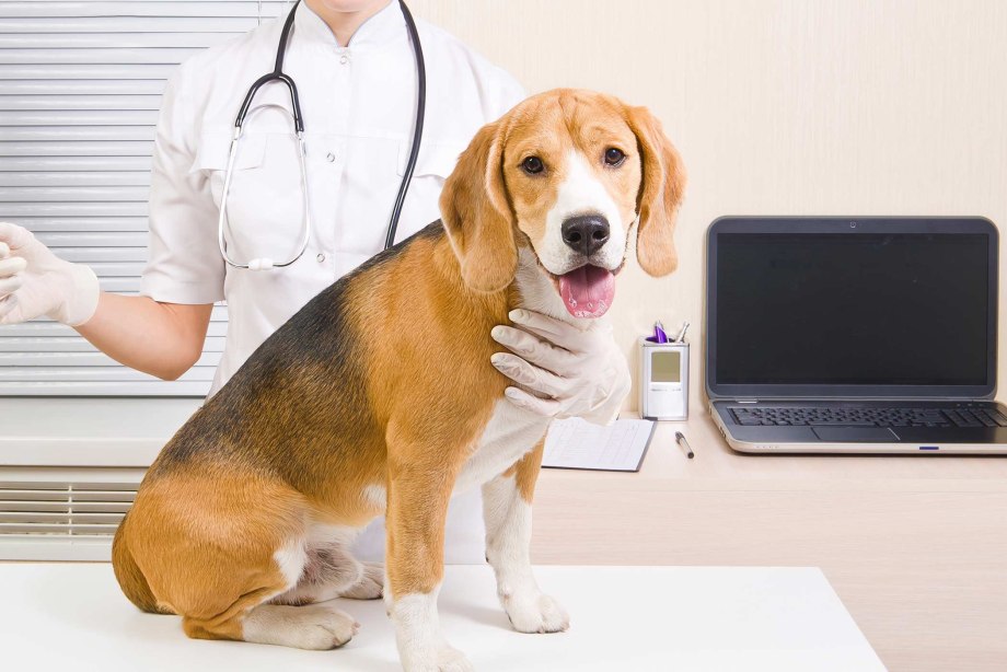 Dog Pain