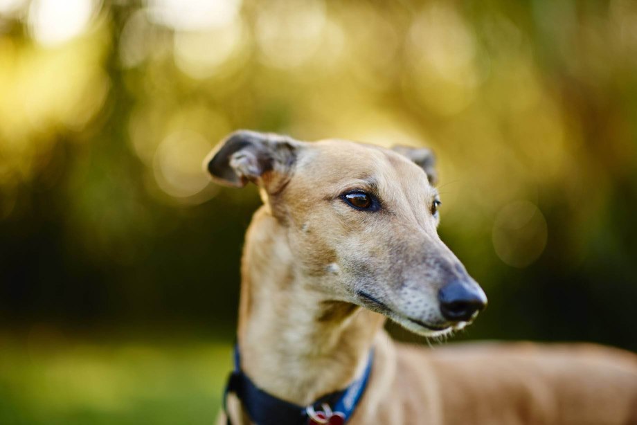 Greyhound порода