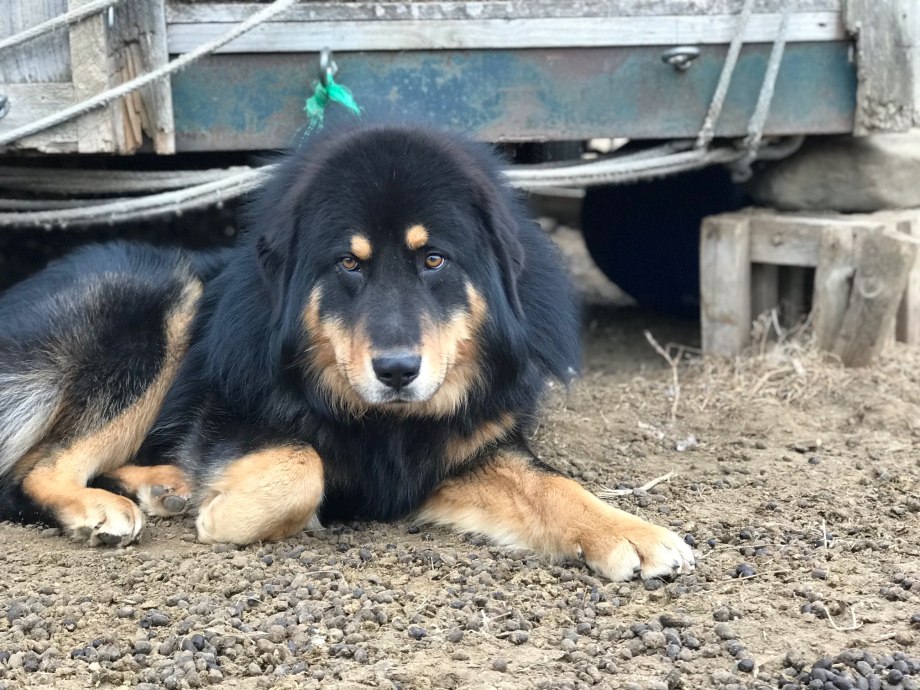 Бурят монгольские хошото