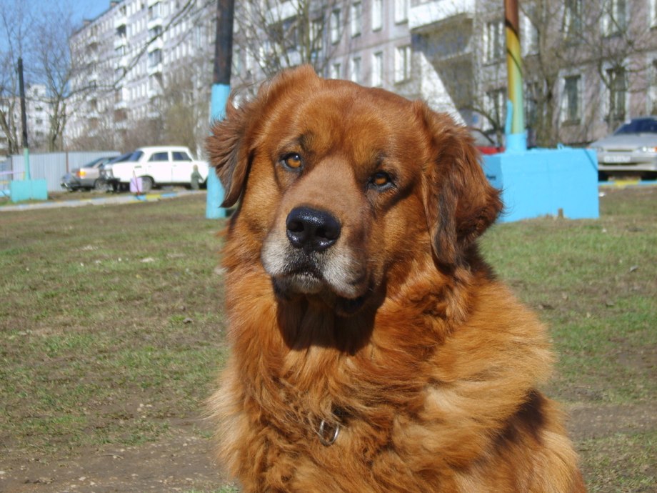 Бурят Московский волкодав