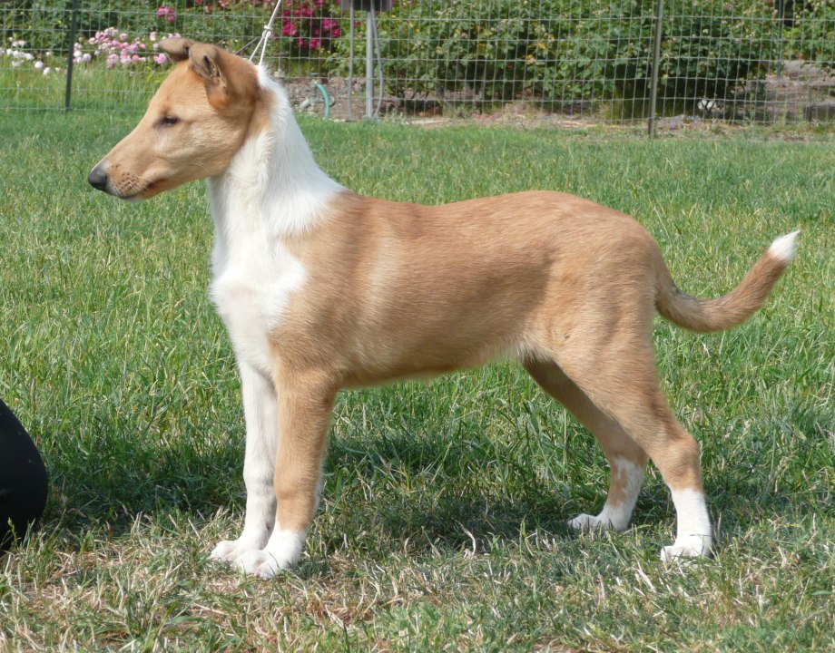 Шотландская колли короткошерстный