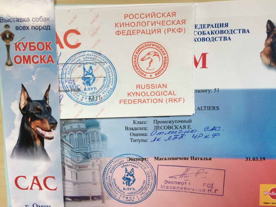 Фокстерьер выставка