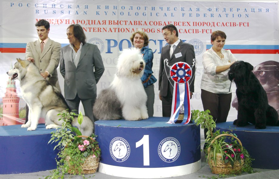 Выставка собак пьедестал