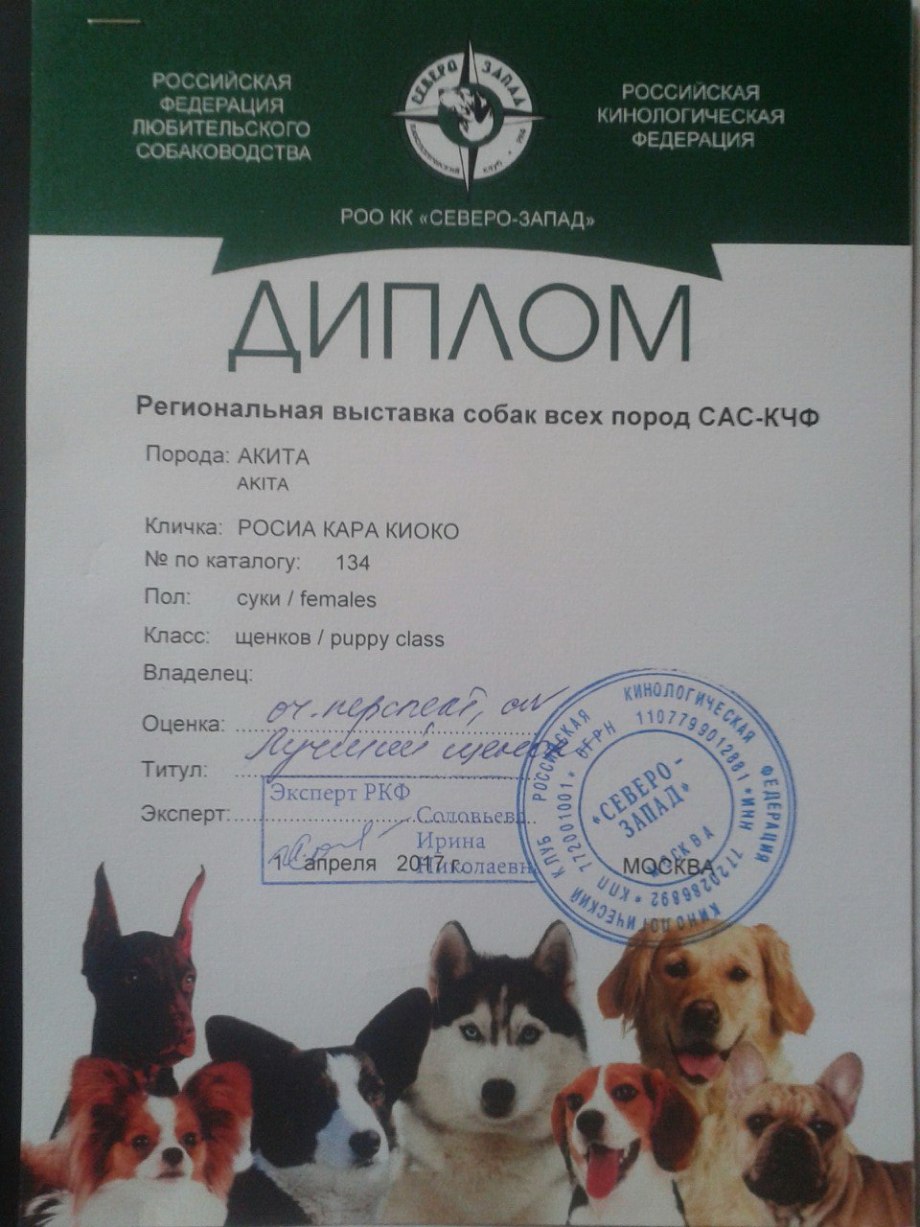 Собака в ринге