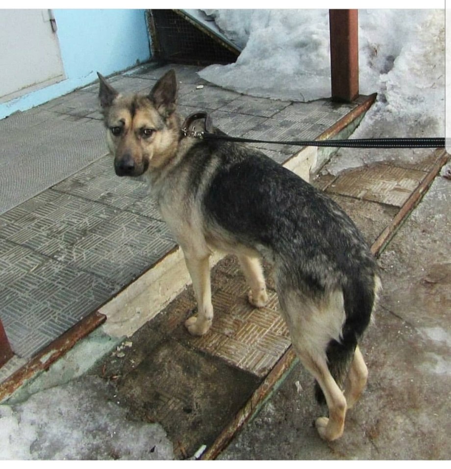 Метис овчарки и дворняги