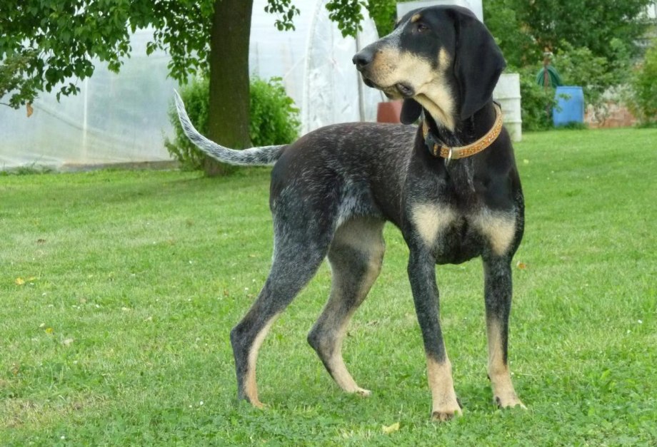 Бигль k9