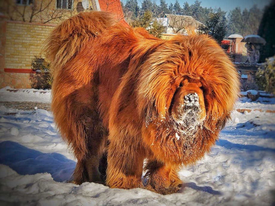 Собака тибетский мастиф