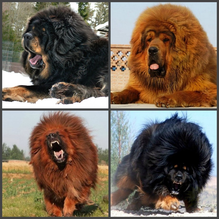 Тибетский мастиф