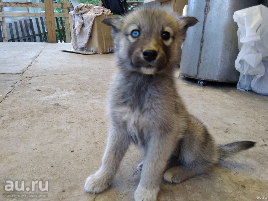 Метис хаски 3 месяца