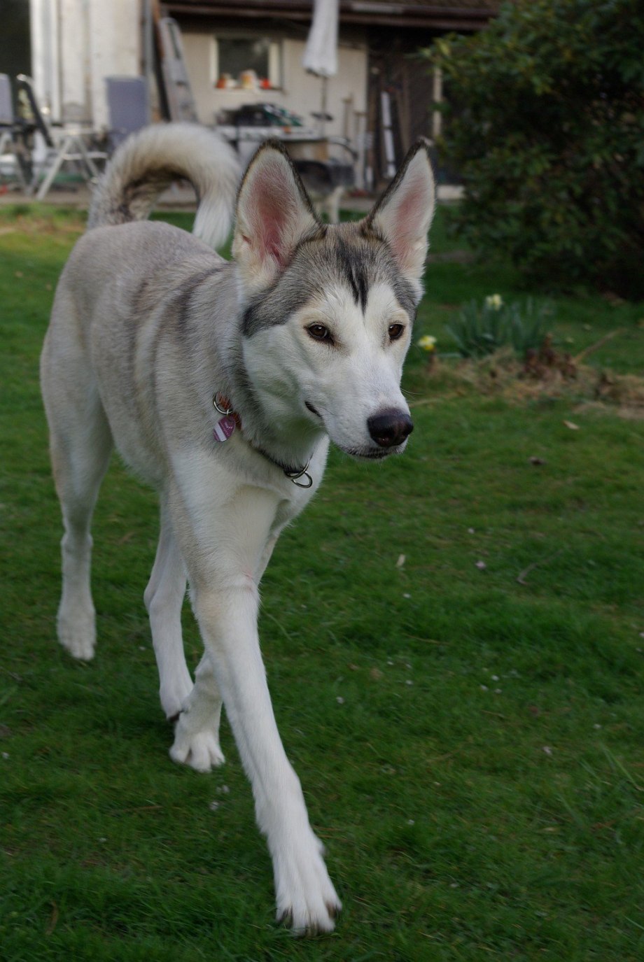 Siberian Husky Wolf