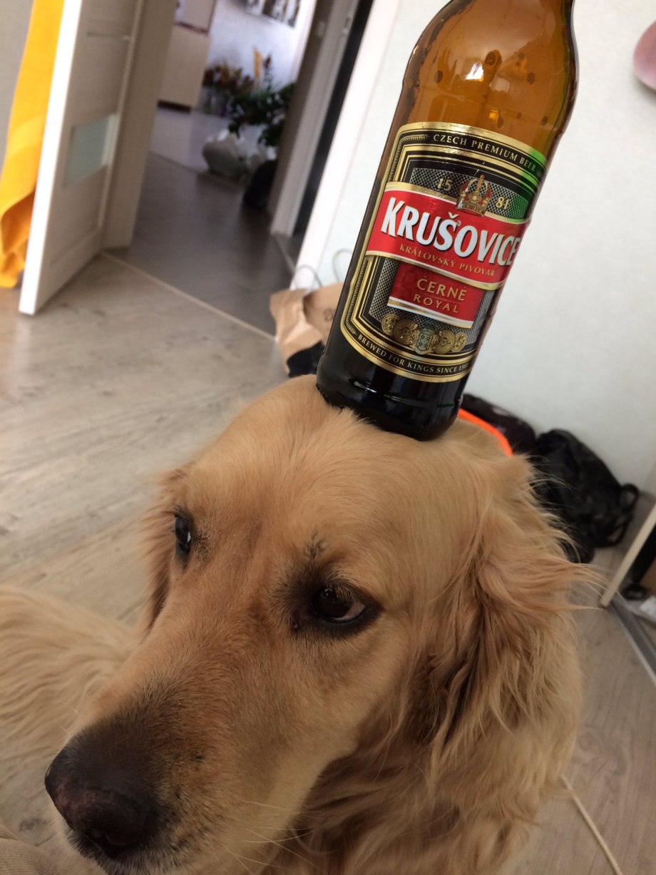 Виски рыжая собака