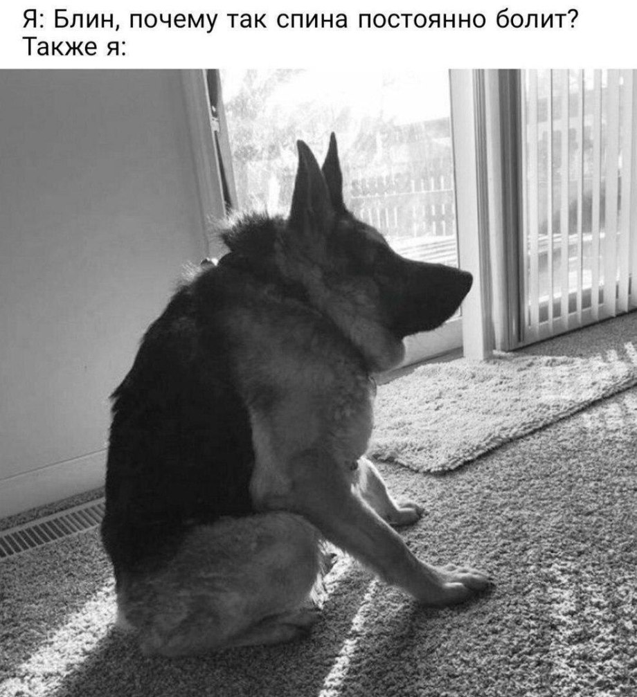 Мемы про собаку сутулую