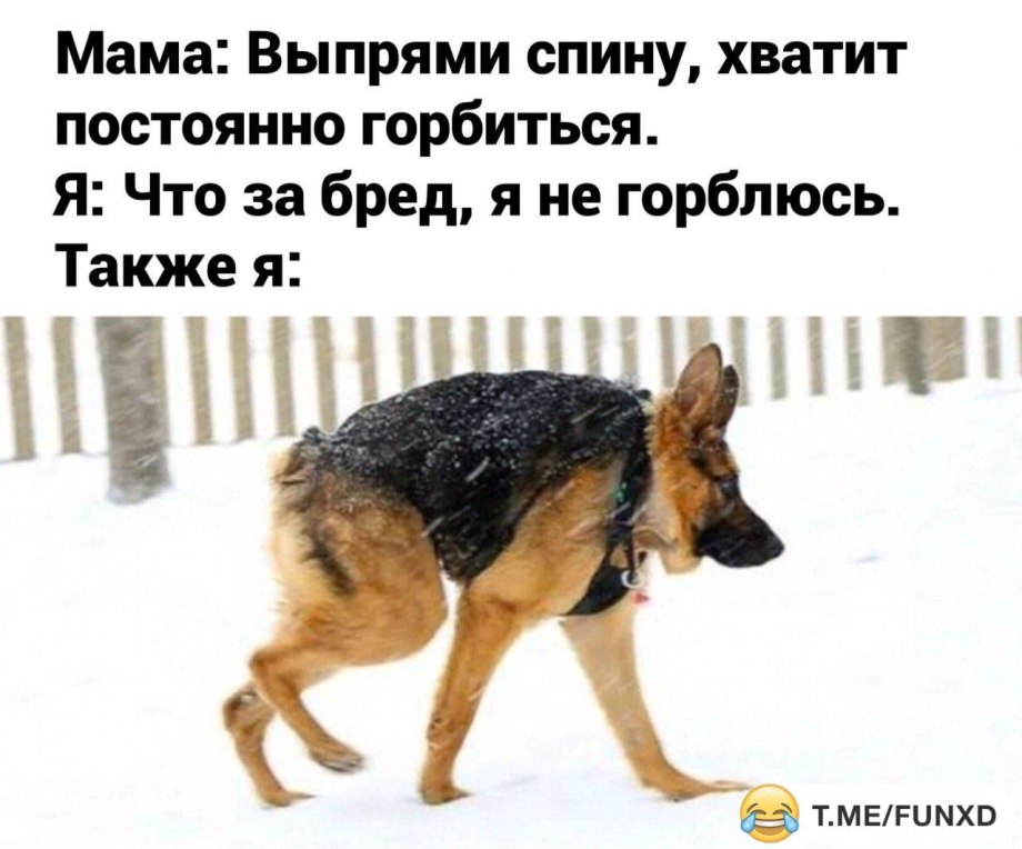 Немецкая овчарка сутулая