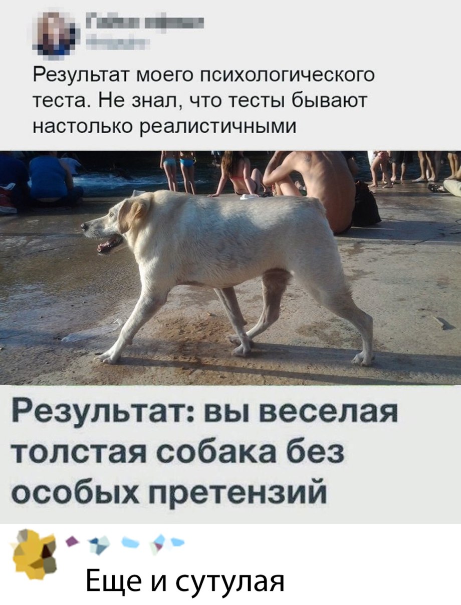 Веселая толстая собака без особых претензий