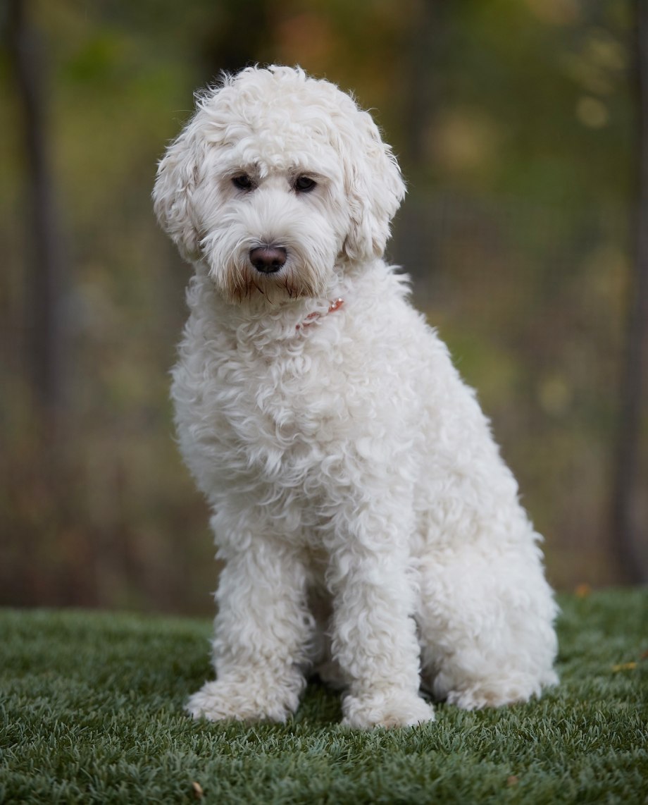Белая кудрявая собака порода (83 фото) - картинки sobakovod.club