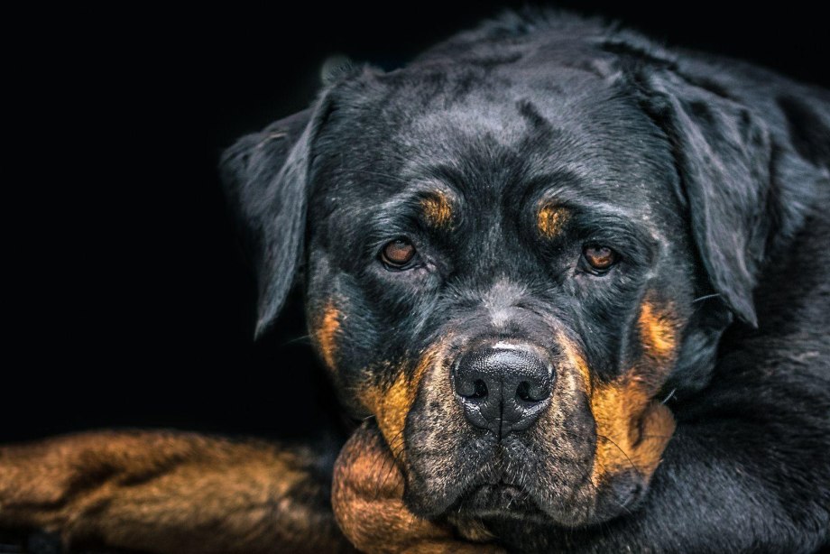 Шотландский ротвейлер