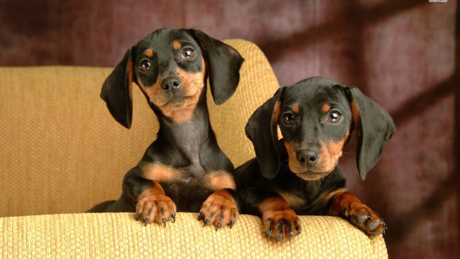 Mr. Dachshund#0708