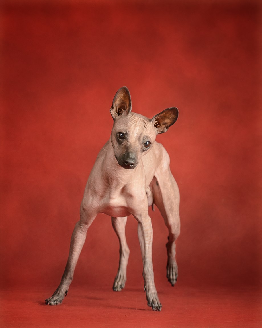 голая мексиканская порода собаки фото фото 72