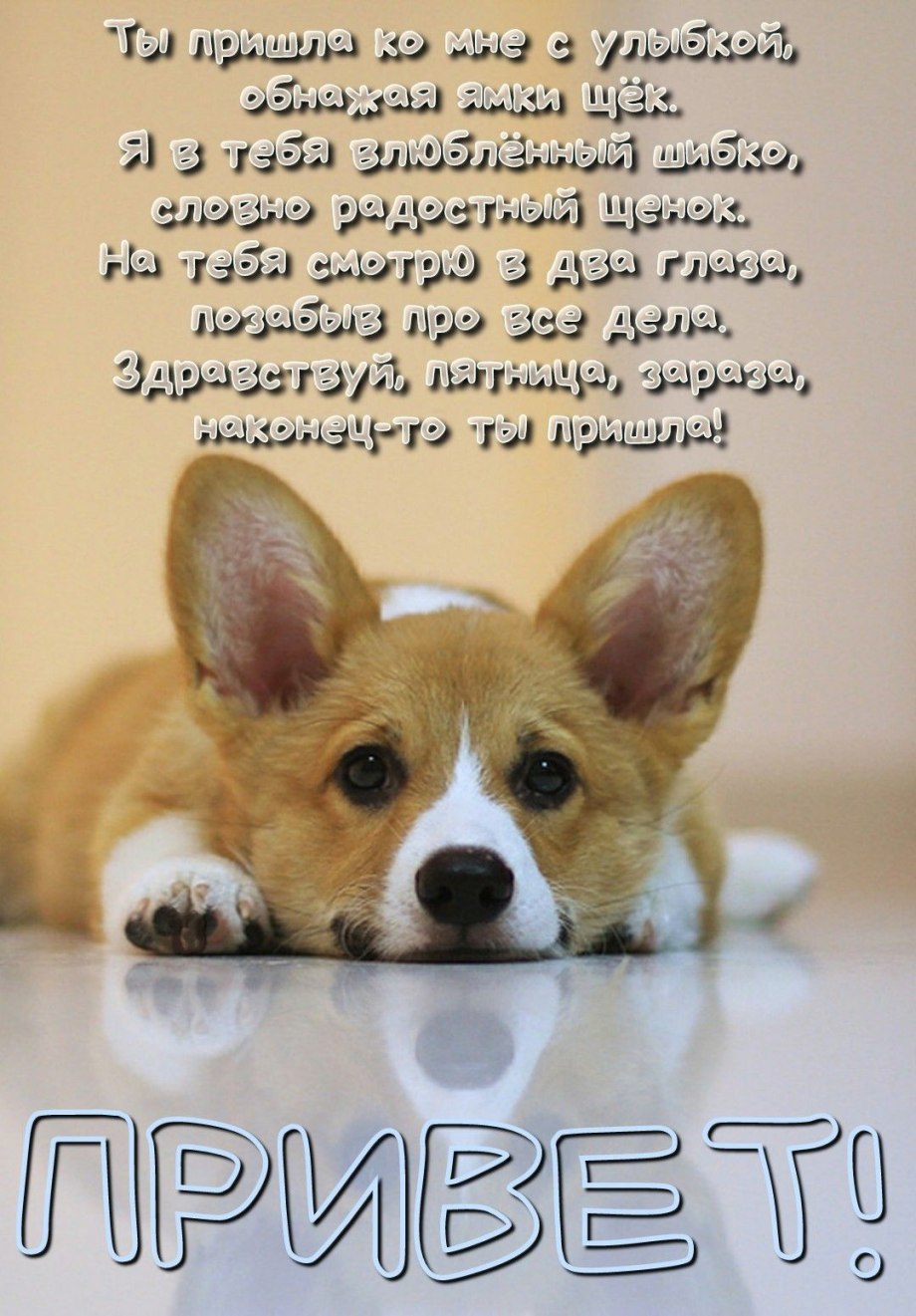 Собака корги