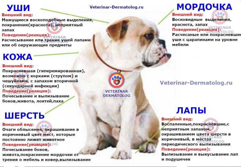 Злокачественная опухоль на лапе у собаки
