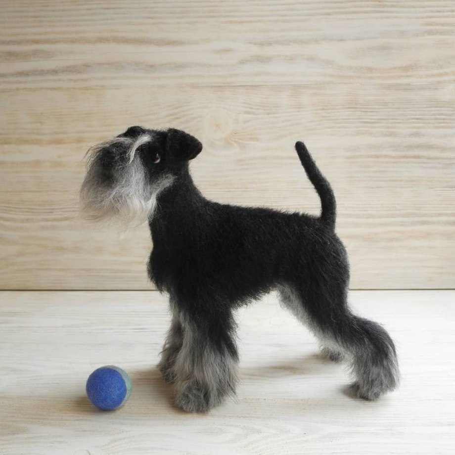 Цвергшнауцер чёрный Miniature Schnauzer Black