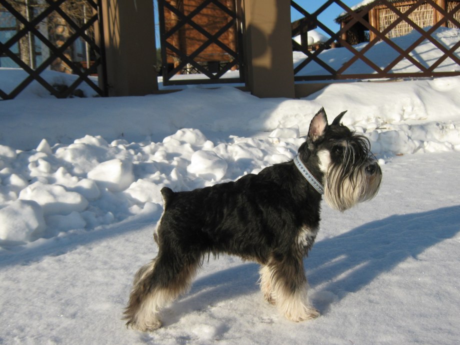 Цвергшнауцер чёрный Miniature Schnauzer Black