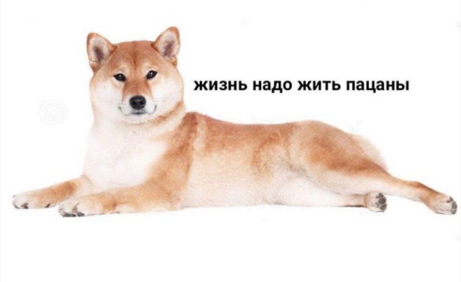 Собака сиба ину на белом фоне