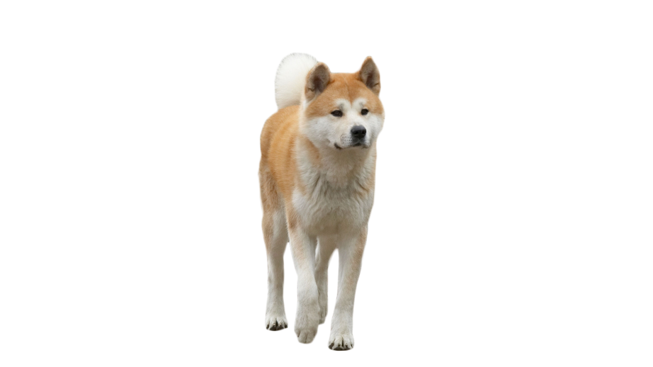 Сиба ину