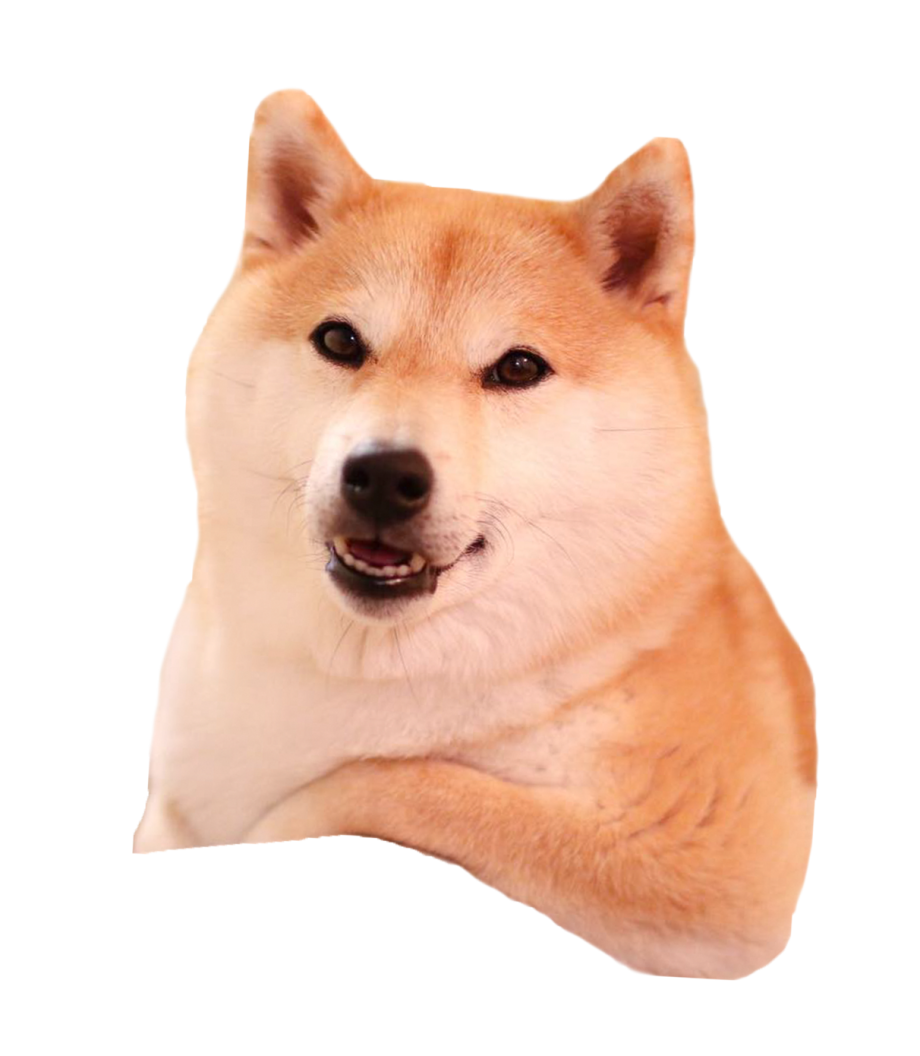 Акита ину щенок