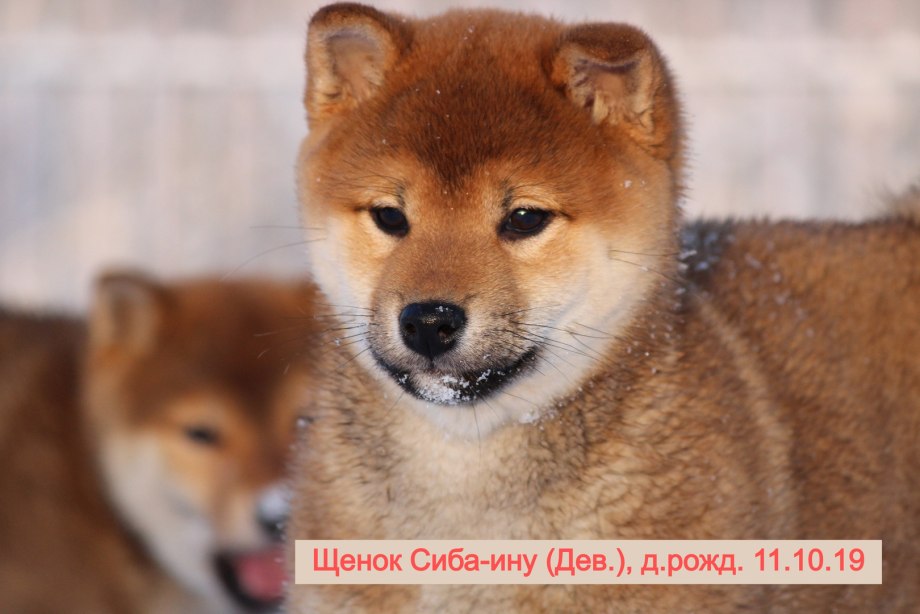 Сиба ину Соболь