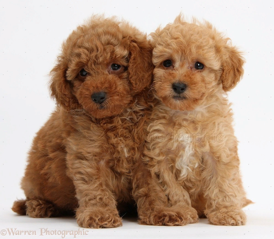 Cavapoo мальтипу