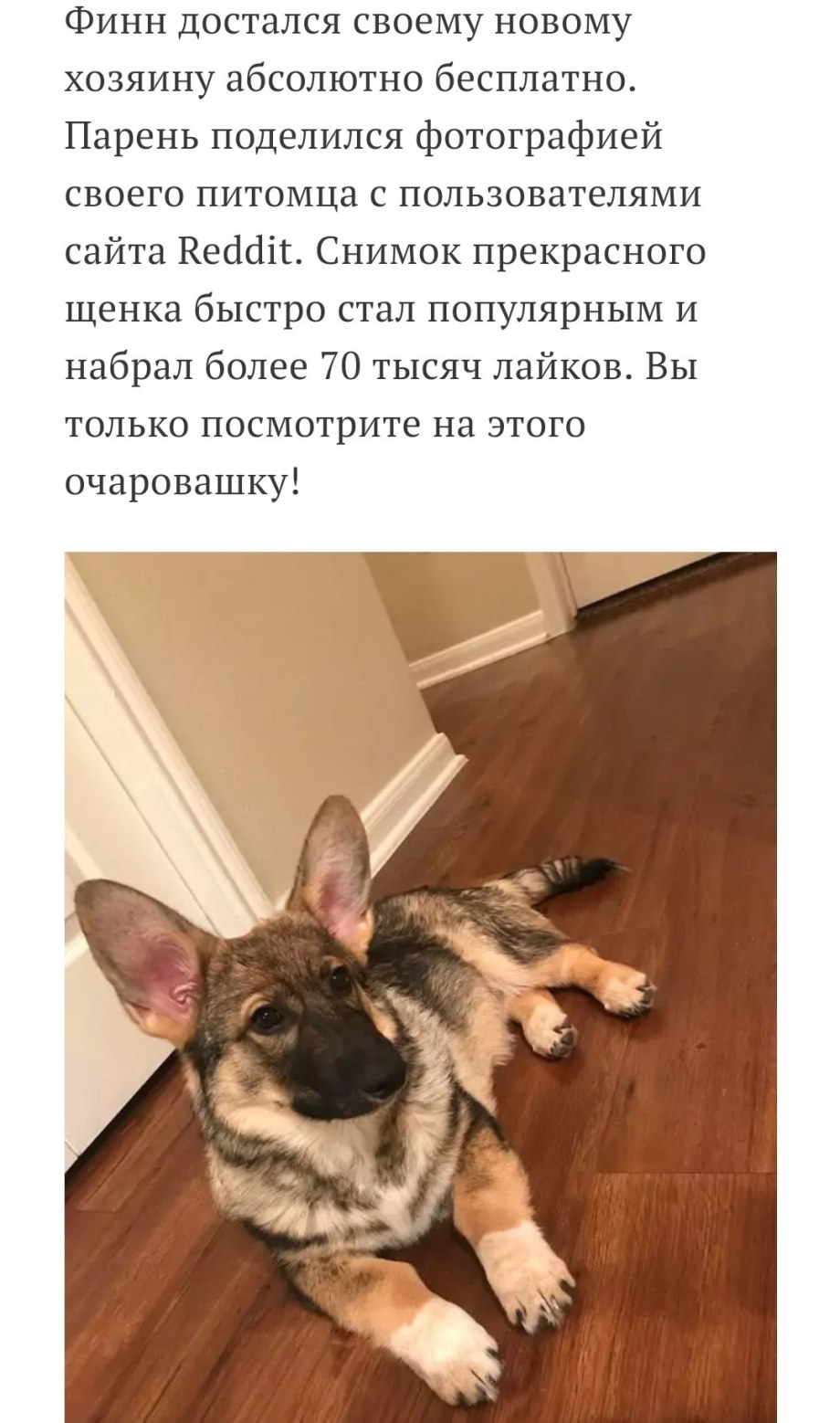 Помесь корги и овчарки