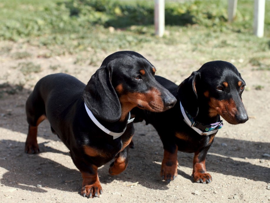 Dwarf Dachshund