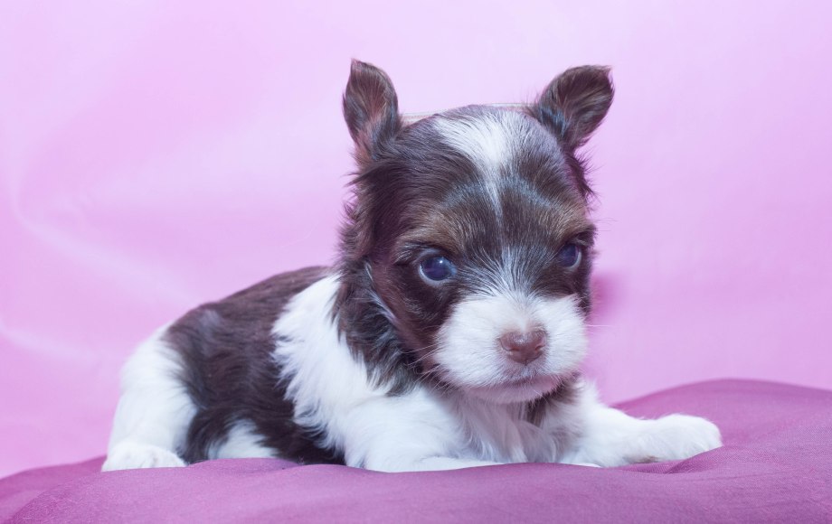 Biro Yorkshire Terrier