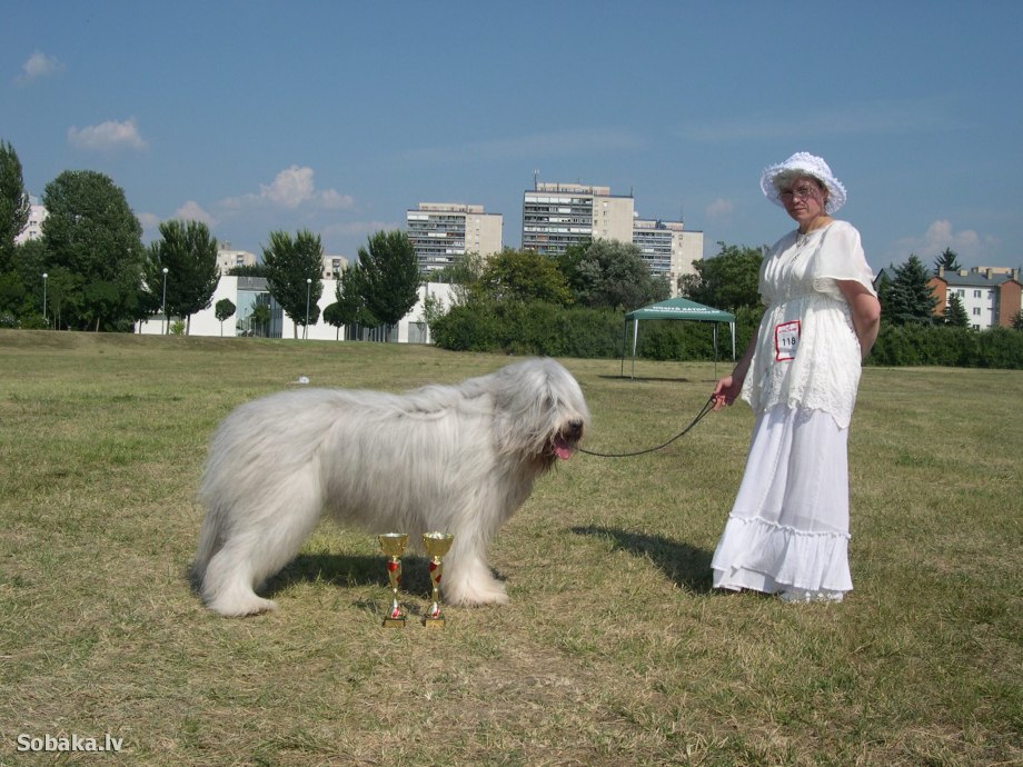 Породу Парамон собаки