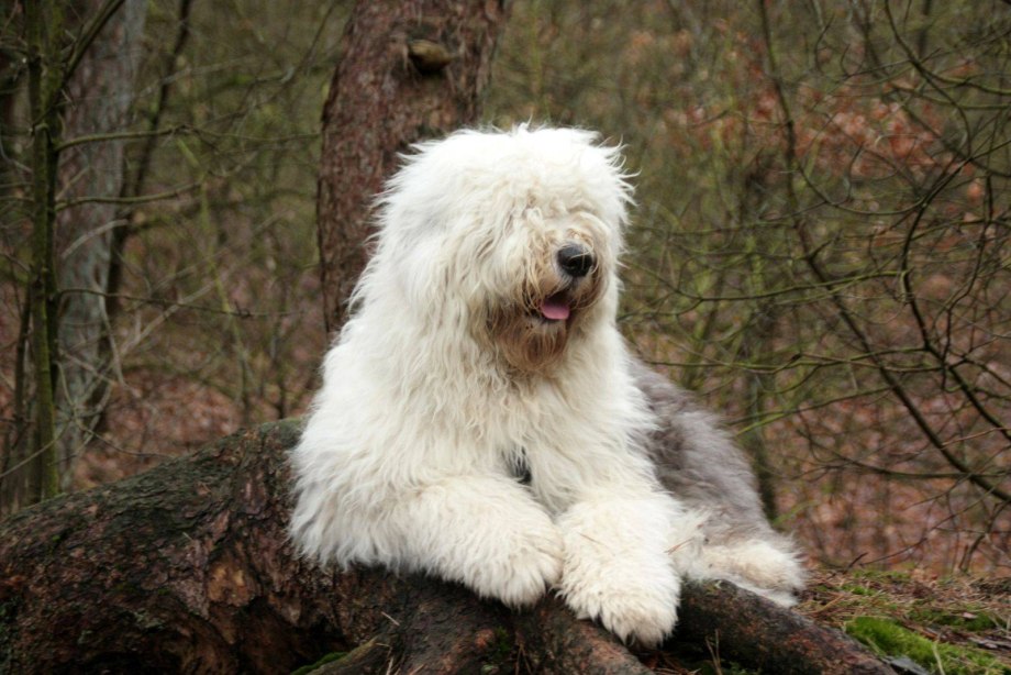 Южнорусская овчарка / Yuzhnorusskaya Ovcharka (South Russian Shepherd Dog) (326) к