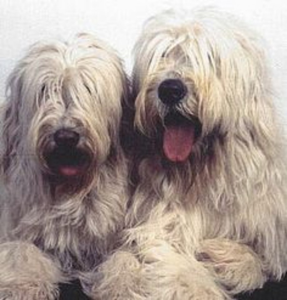 67. South Russian Shepherd