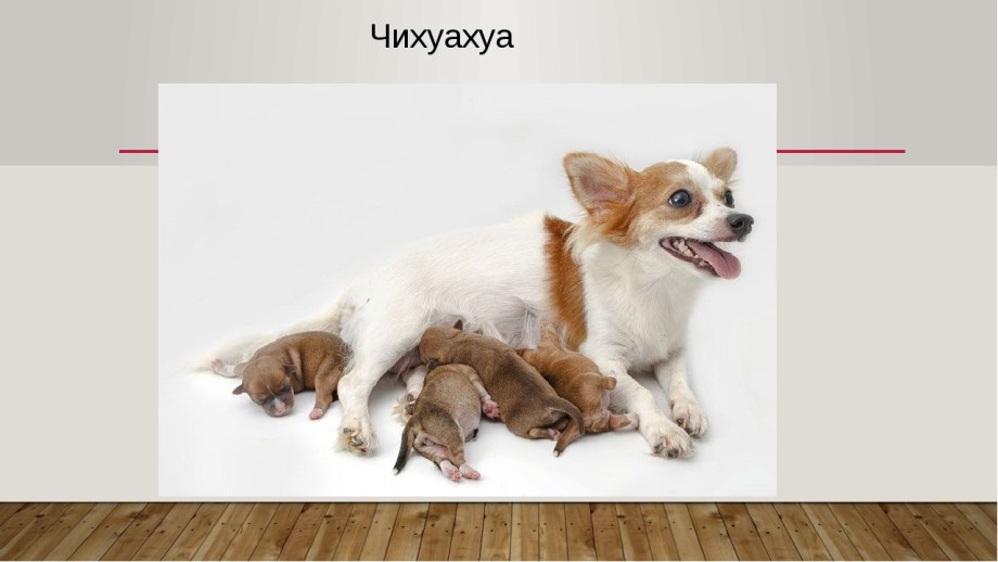 Щенки чихуахуа